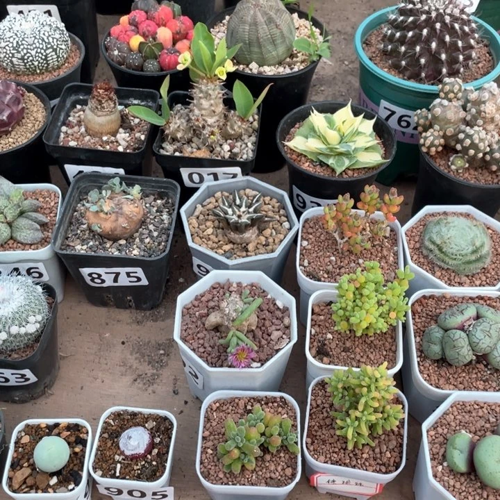 019肉椎植物格子淡