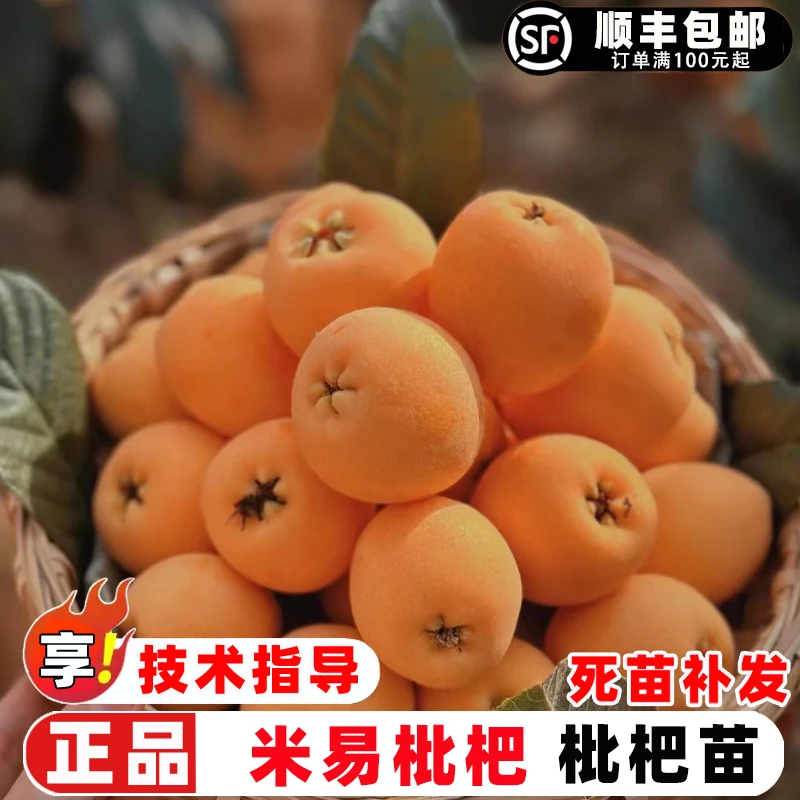 枇杷苗树嫁接四川米易枇杷树苗大五星枇杷树果苗南北方盆地栽果树