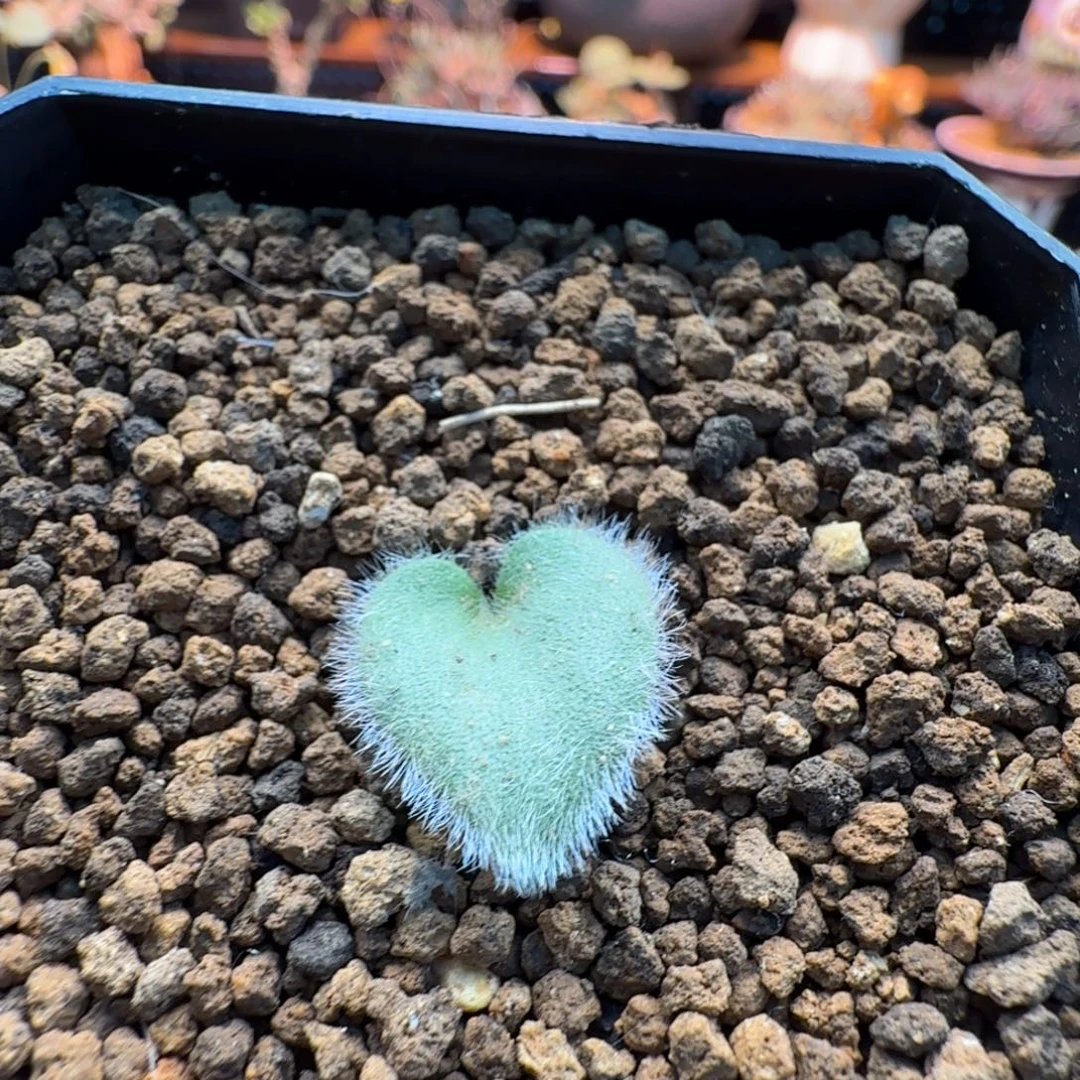 全毛爱心001 仙人掌