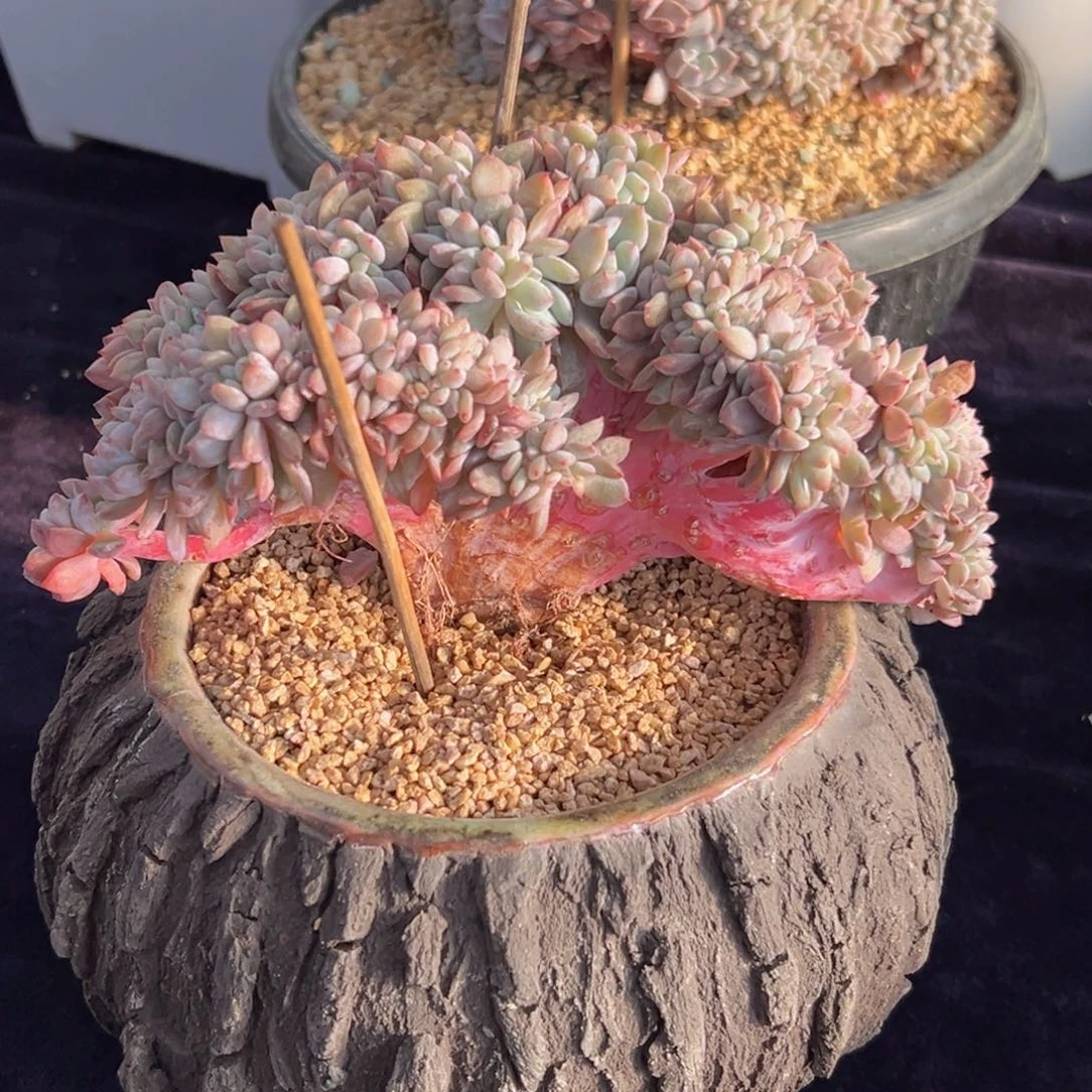 又****子新年快乐 新年快乐