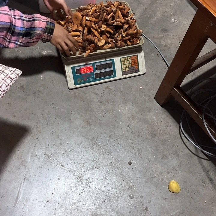 晴***妹酝酿新鲜奶浆菌中国大陆