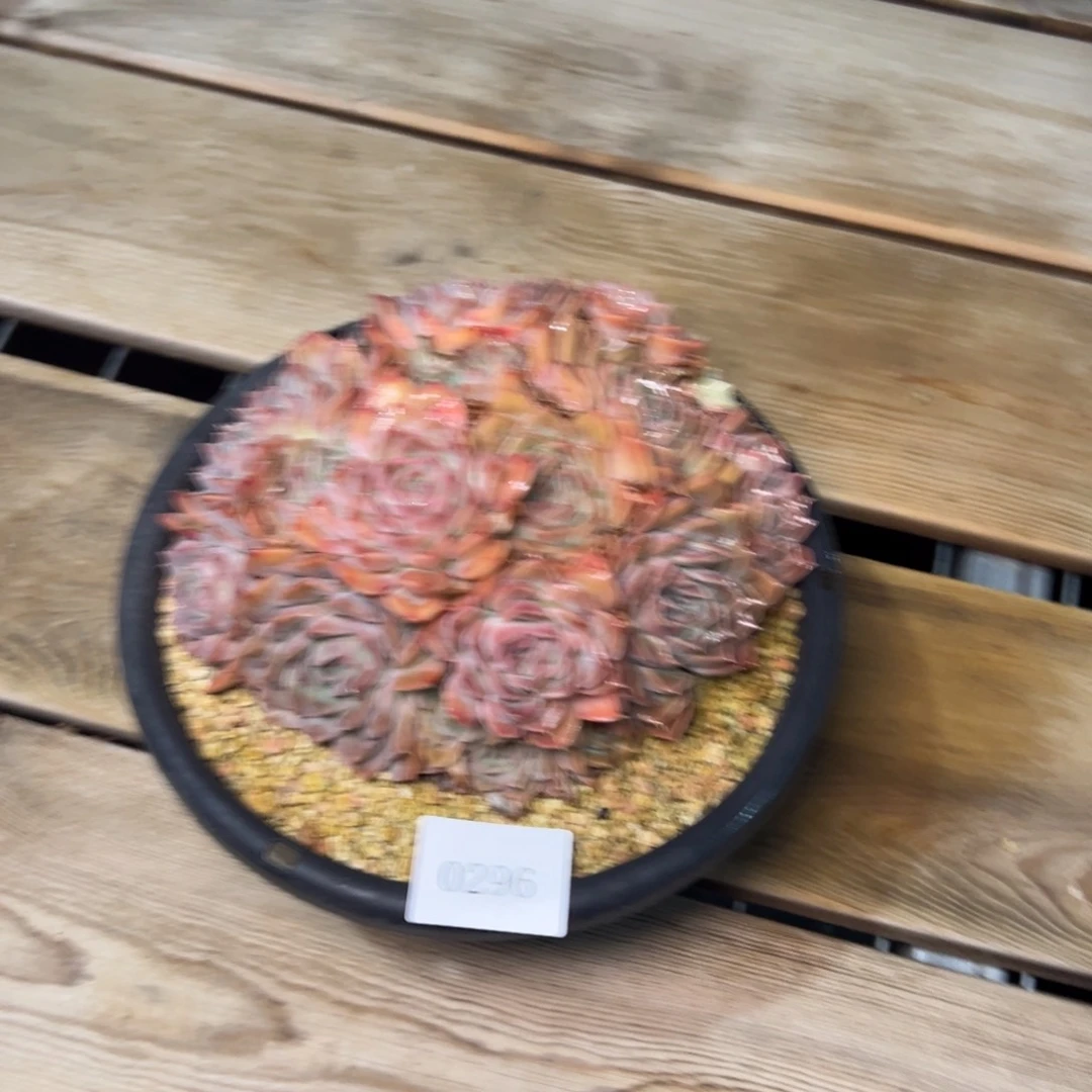 ?*天0296肉多么多么多哦