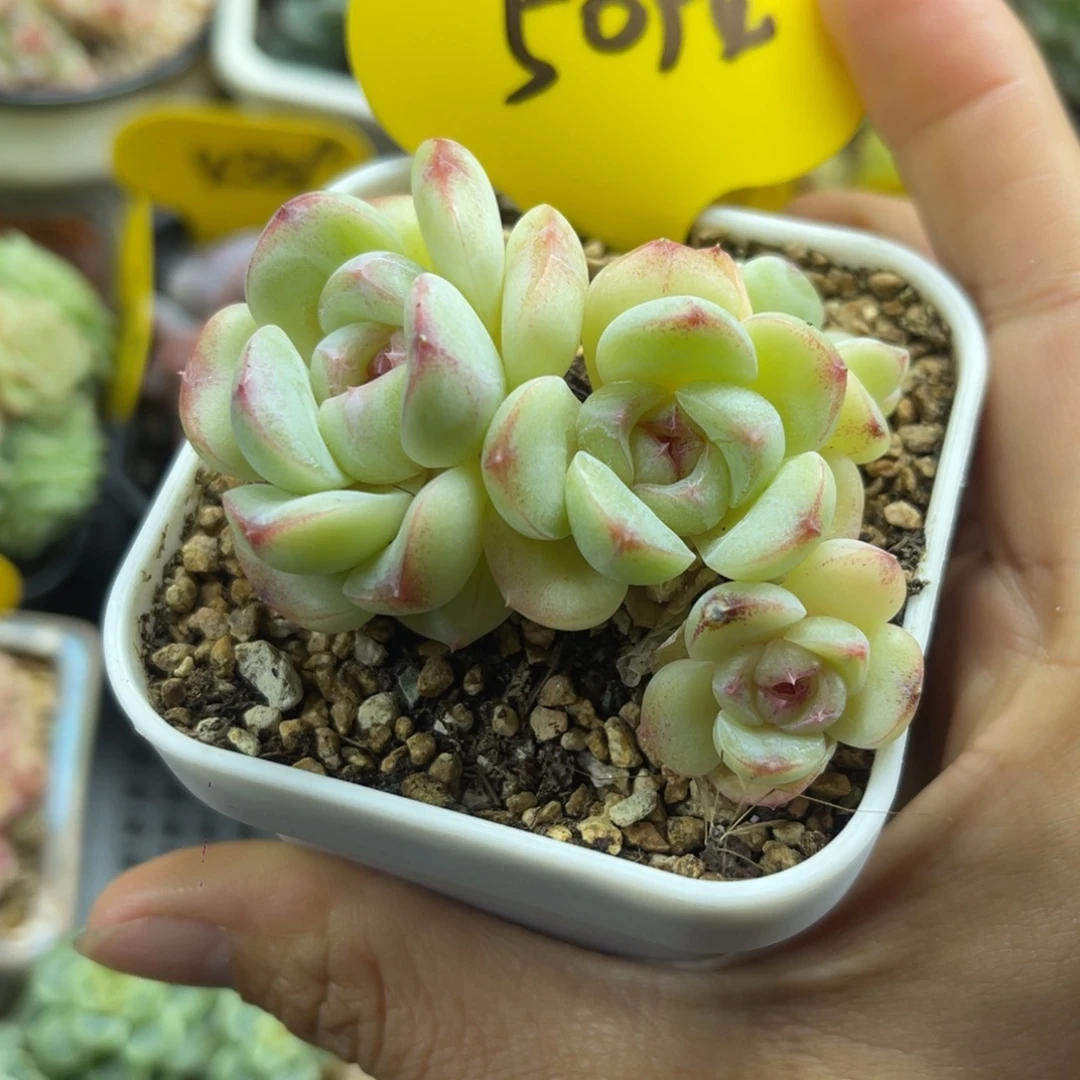 白透粉心珍妮群5094