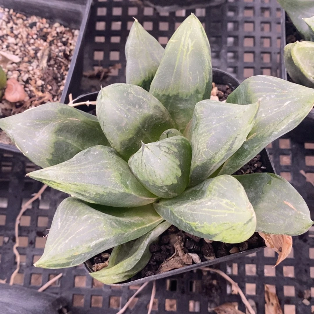 一颗优选大裹般若 福利