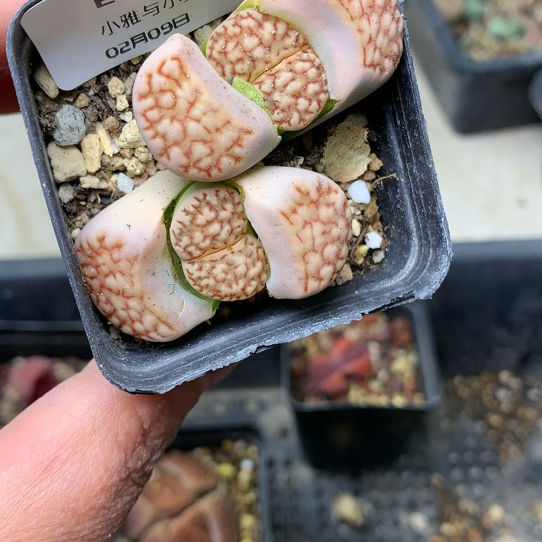 E92多肉植物保护研究所