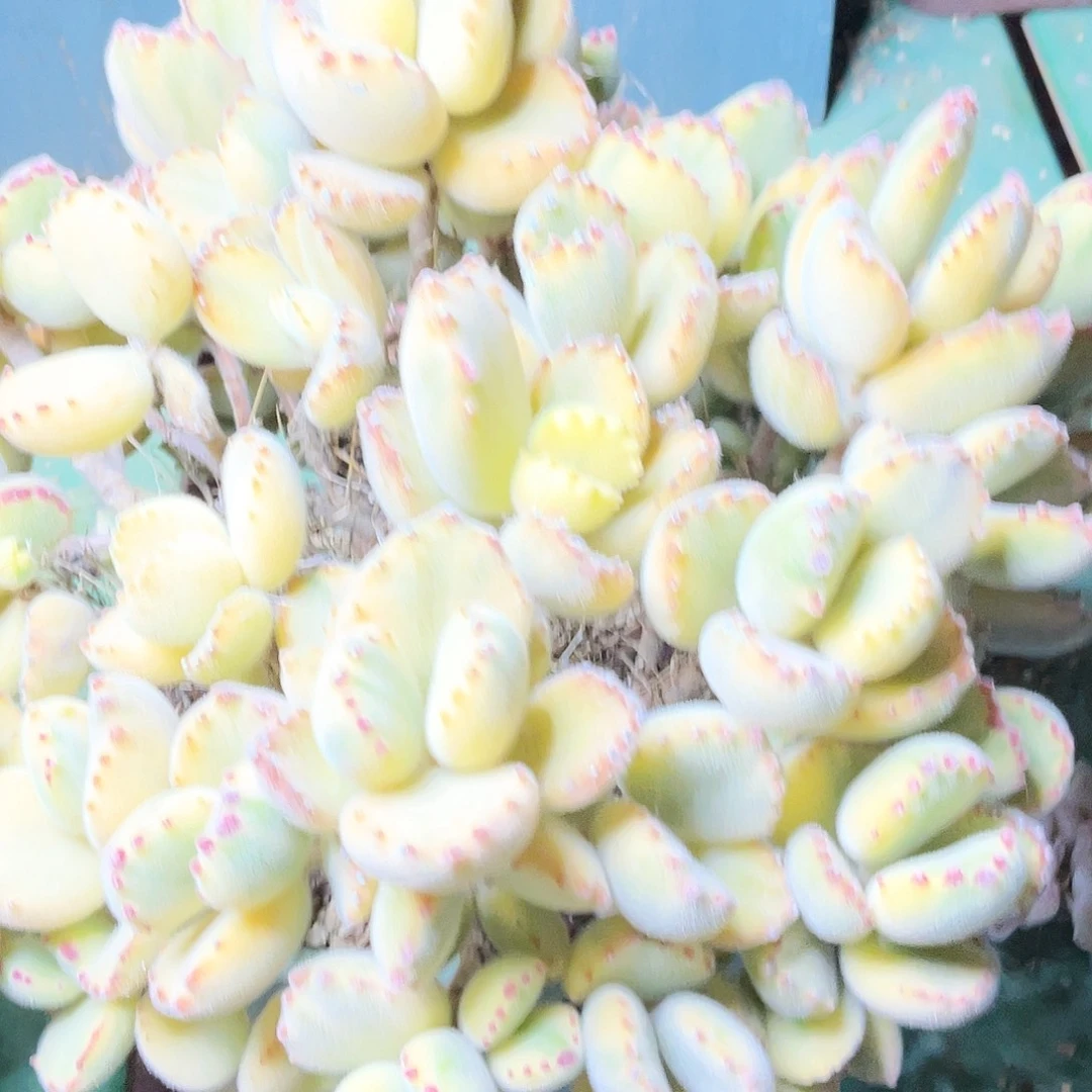 江***昕多肉植物的生长发育和生长发育