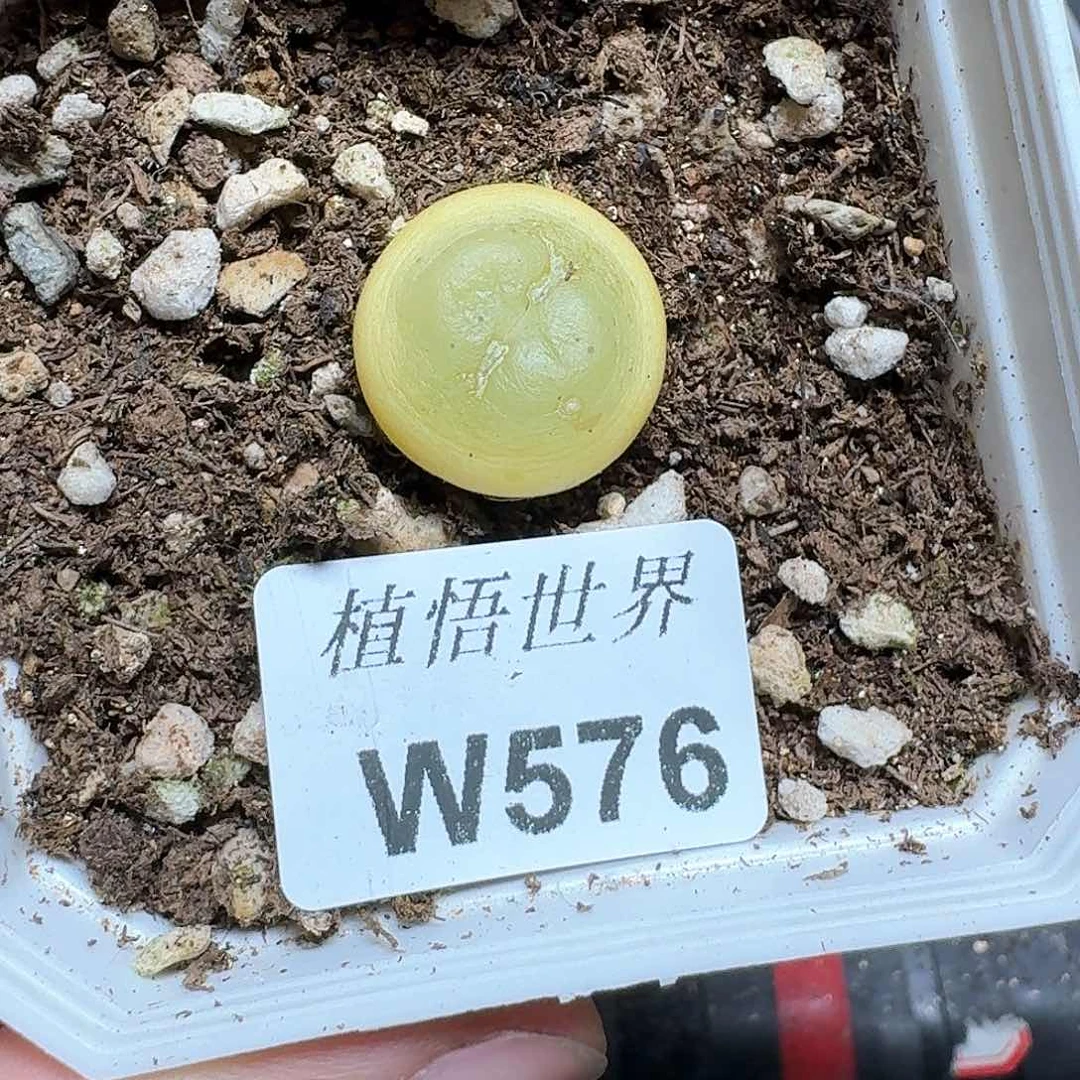 576盒多肉植物f g