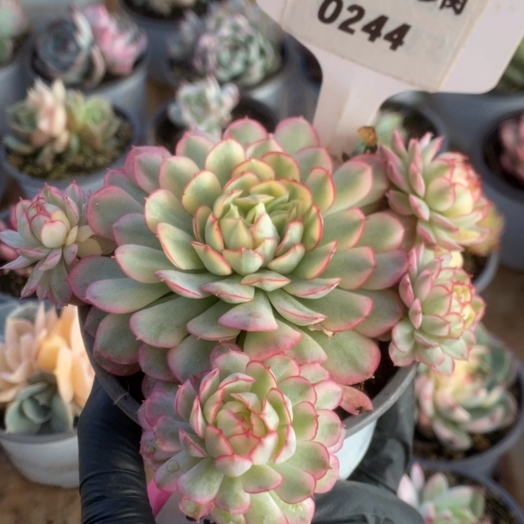 244黄覆轮梦幻玫瑰锦
