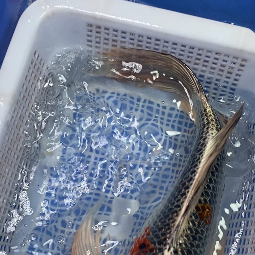 锦鲤冷水锦鲤包邮
