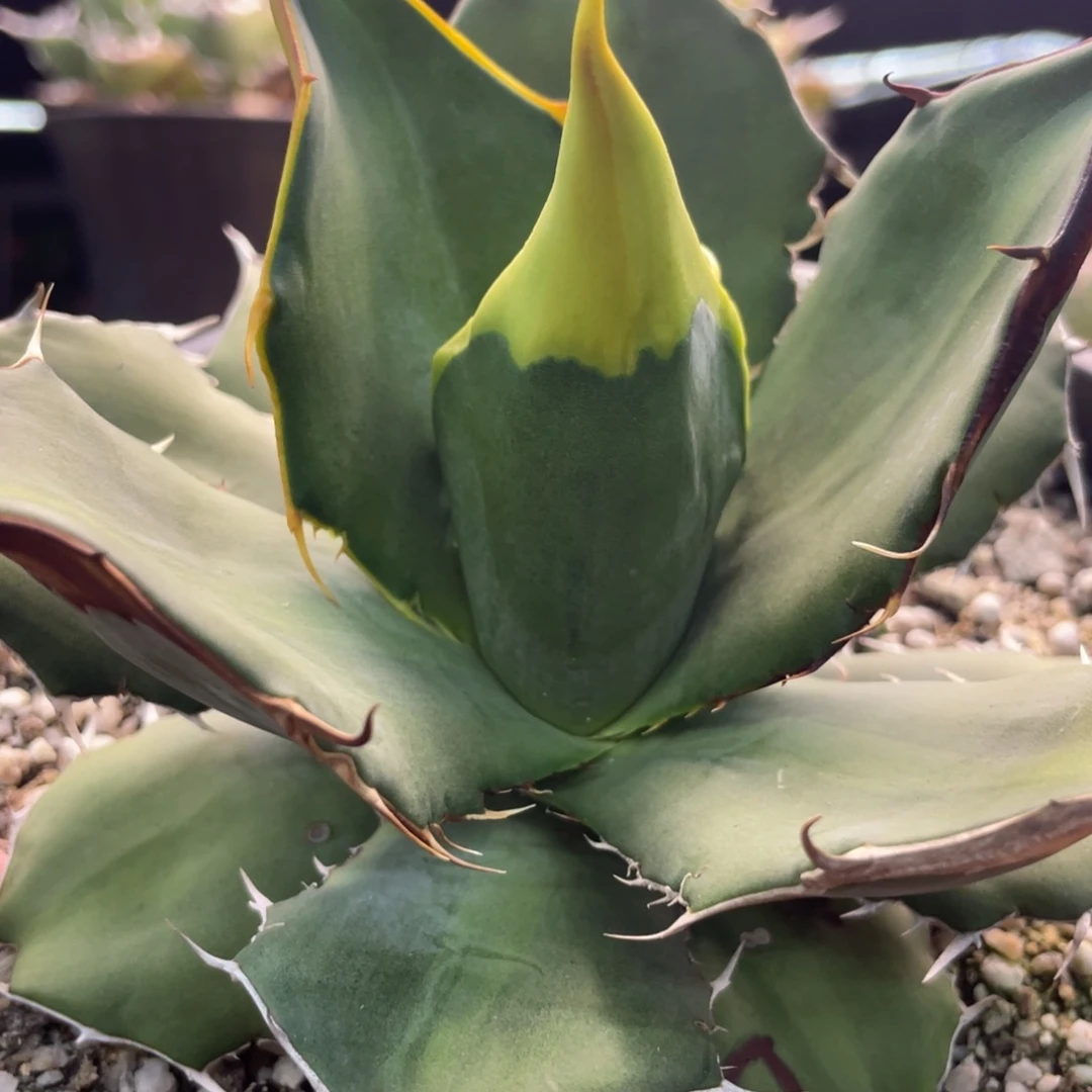 子播777777777777777