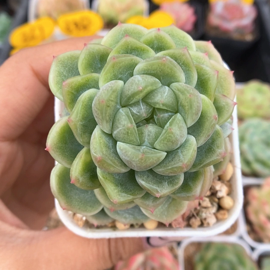 财富密码爆崽可拍326号