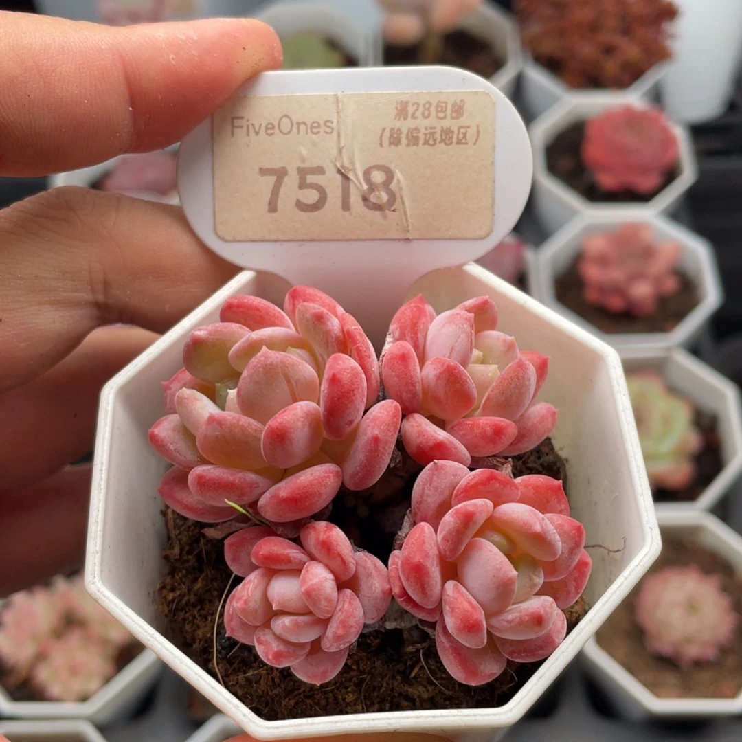 水晶琥珀7518-6厘米