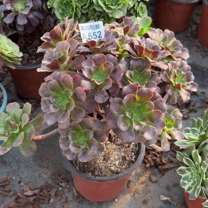 652欧紫大老桩群生