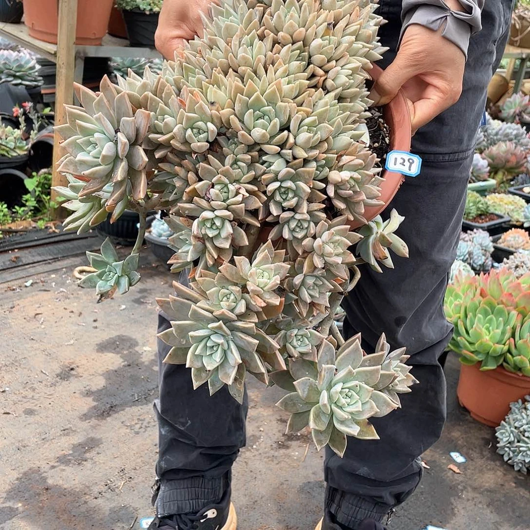 129血色黄昏一物一拍多肉