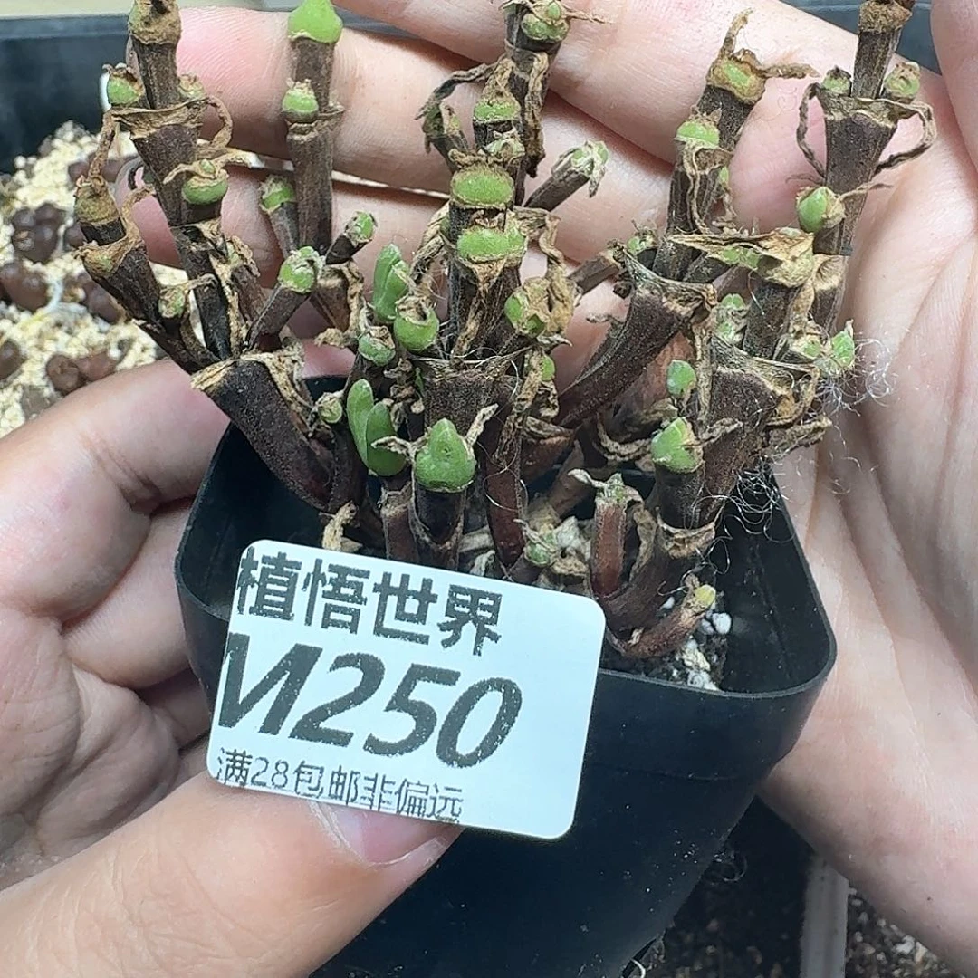 多肉植物多达吃饭fbj
