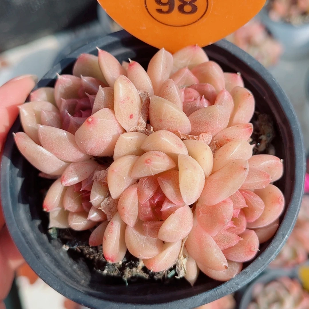 98号小老桩珍妮群