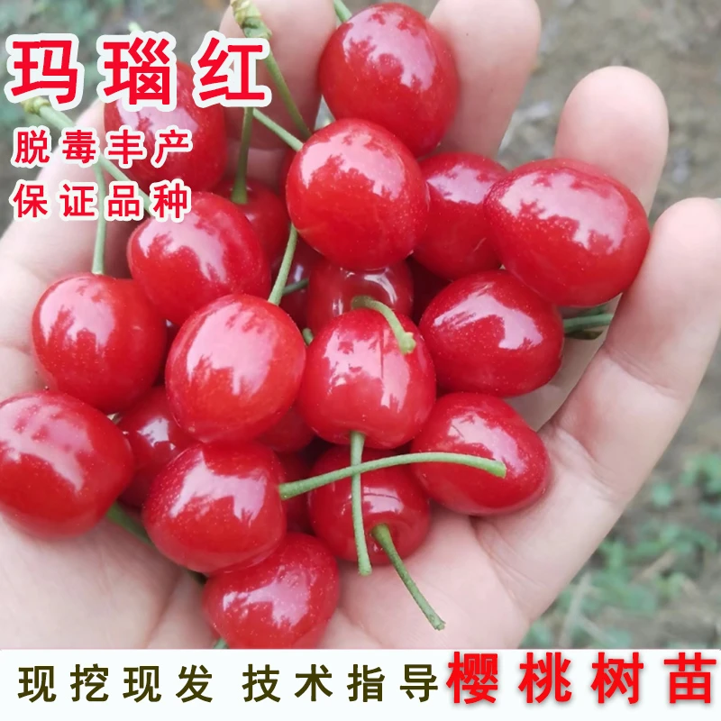 嫁接玛瑙红小樱桃苗四川中华土樱桃树苗南方北方种植树苖当年结果