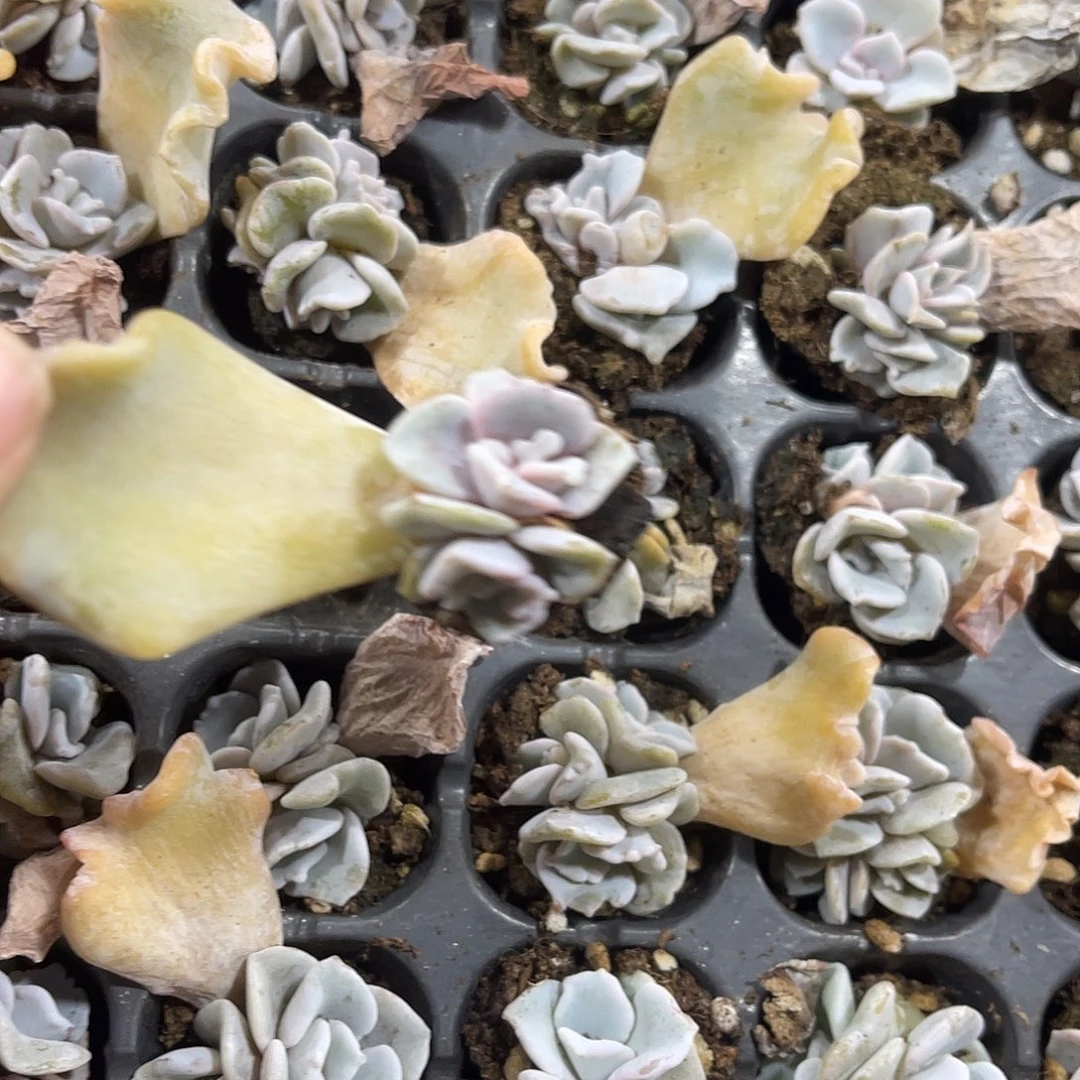 精品白饺子皮多肉植物