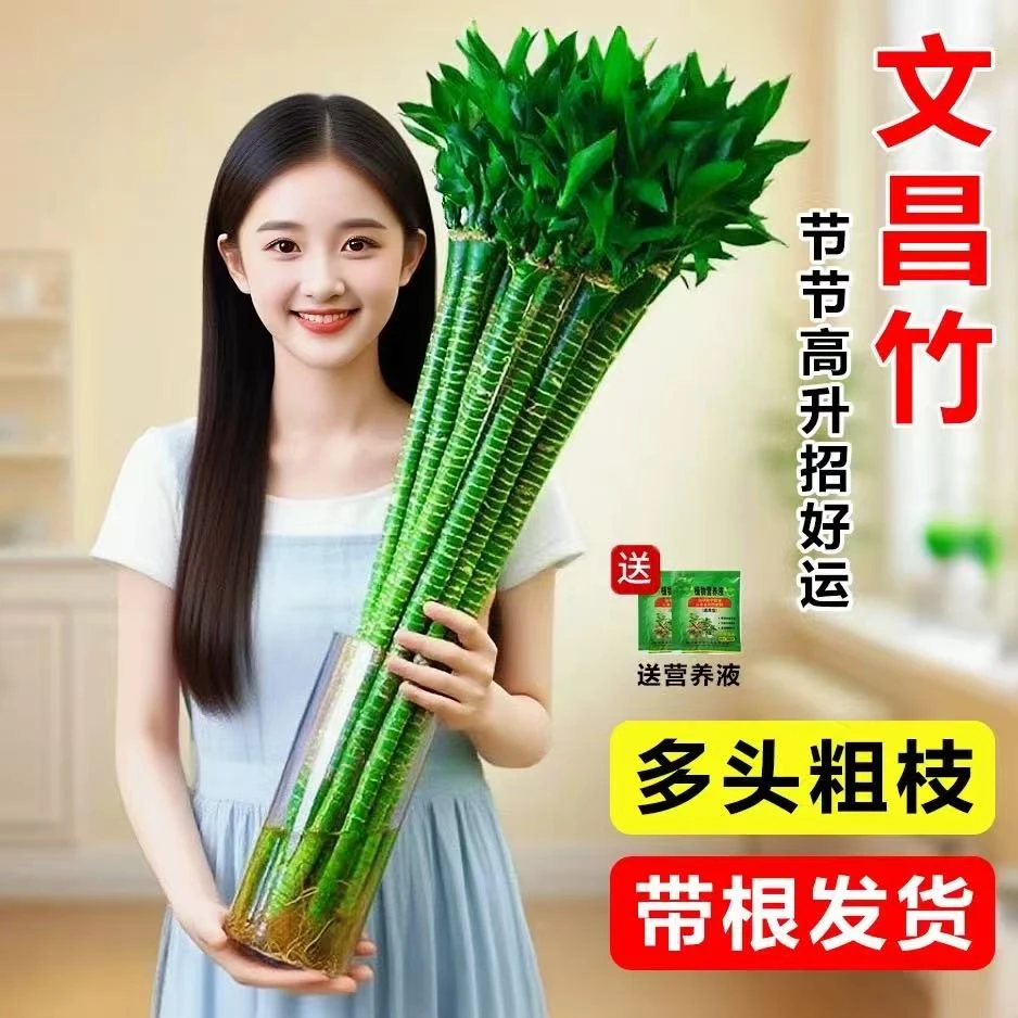 文昌竹一盆四支学生专用龙竹带根水养四季常青花卉室内绿植盆栽
