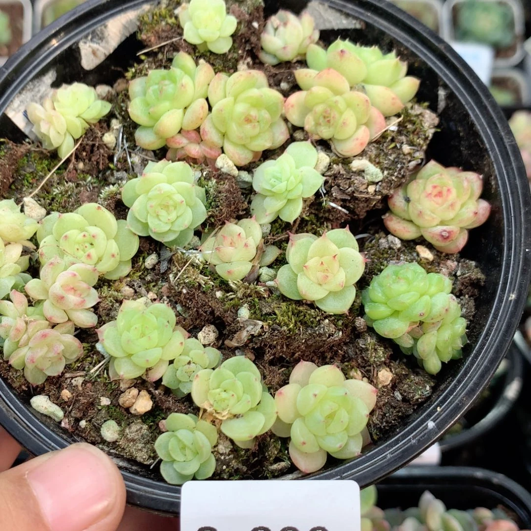 无花朵S206英语英语