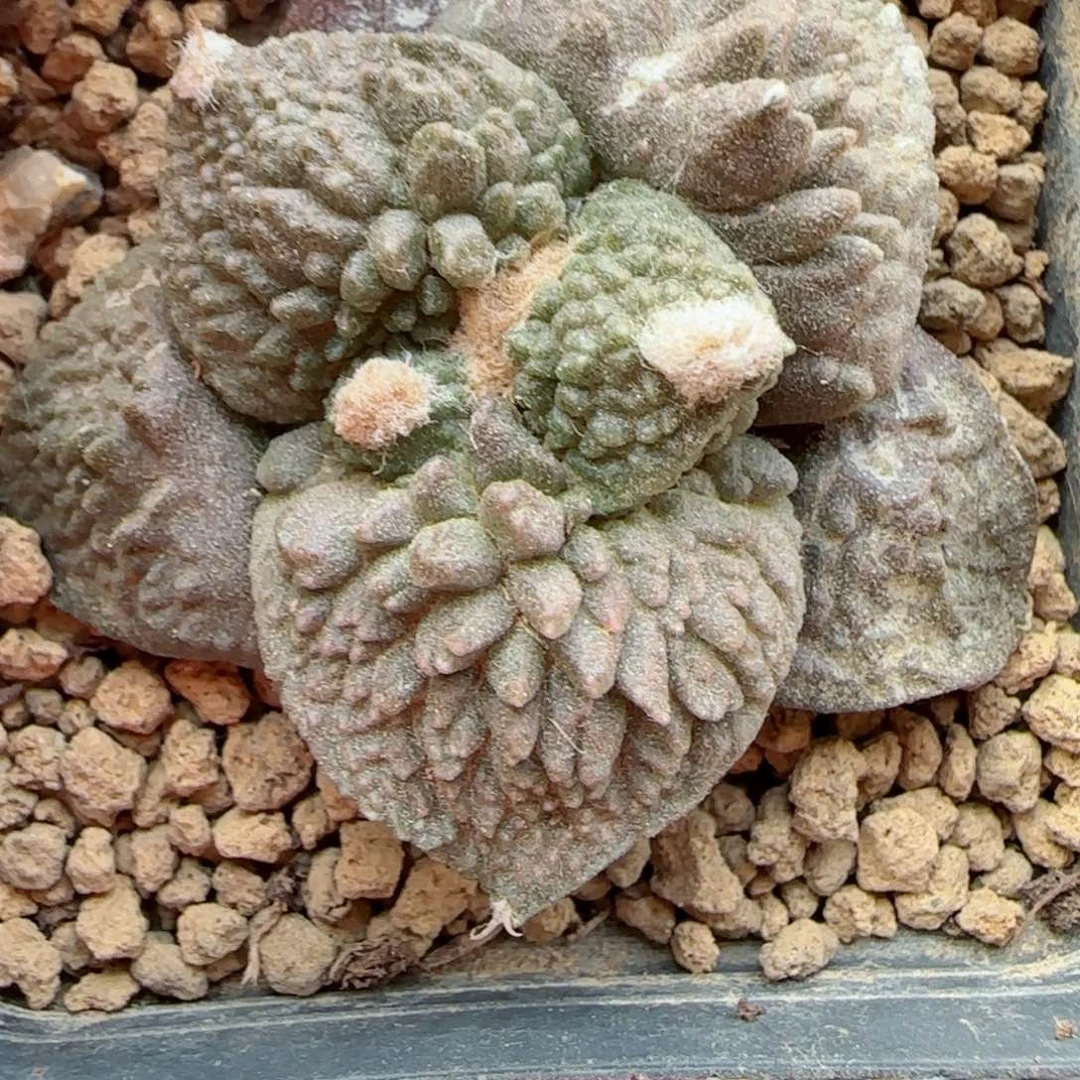 满30包邮仙人球00