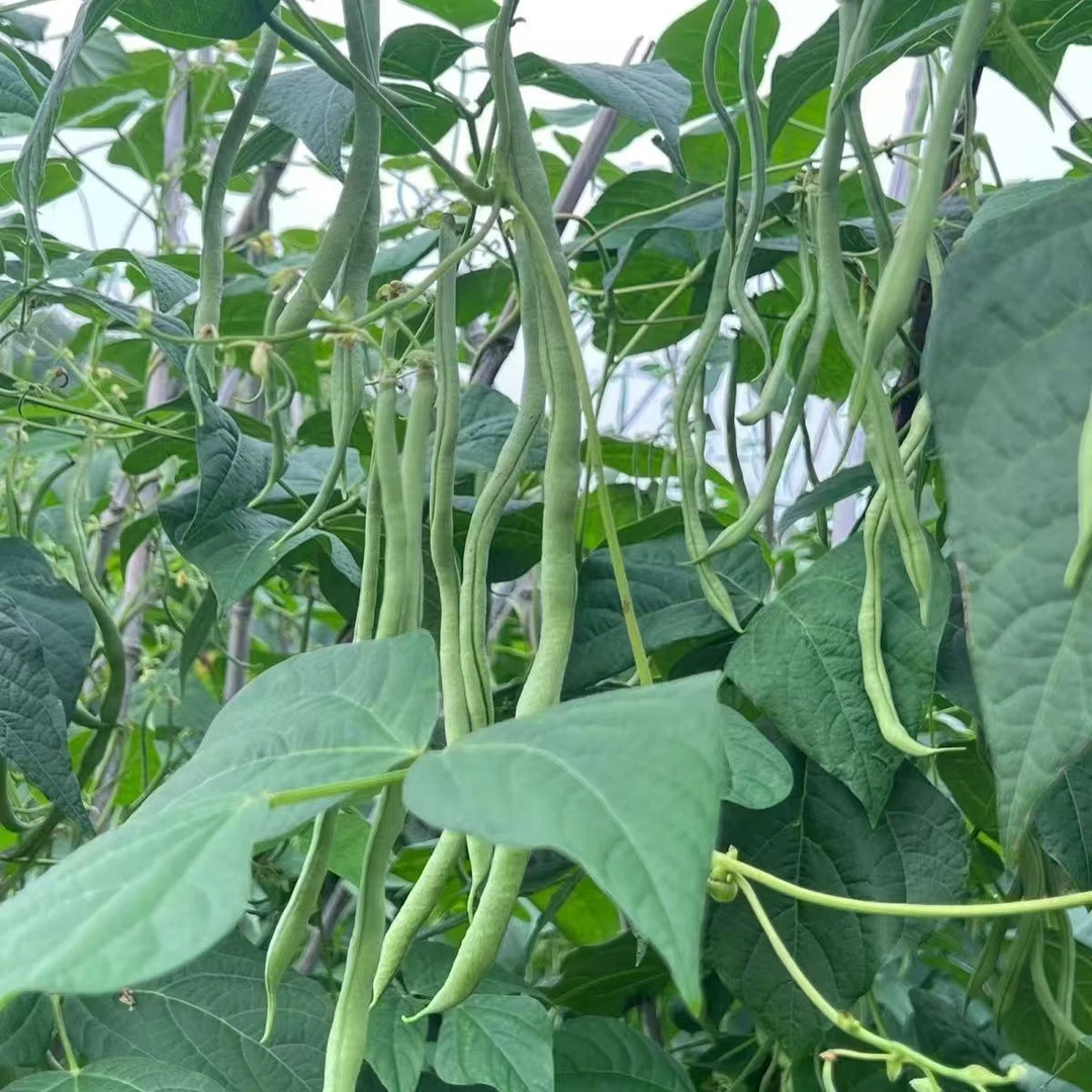 【无筋豆架豆王】云南高原露天无筋豆架豆王无丝豆农家种植现摘现发