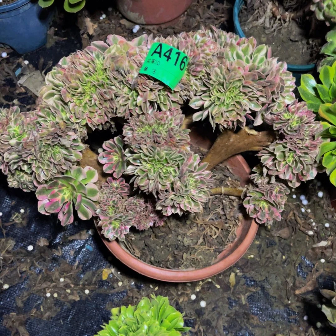 女巫法师缀（小伤）1-2