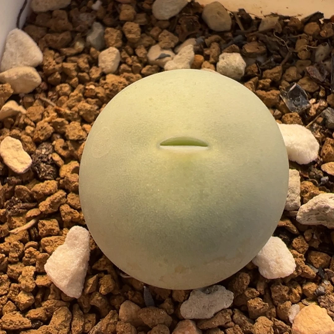 061多肉植物种类多样