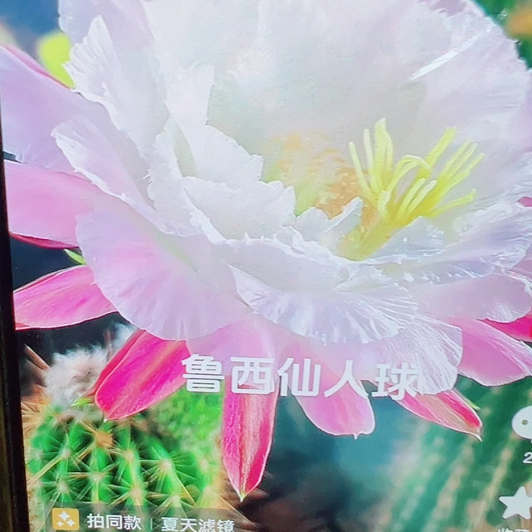 毛花柱 柔粉依兰 5-6厘米 侧芽 满20包邮