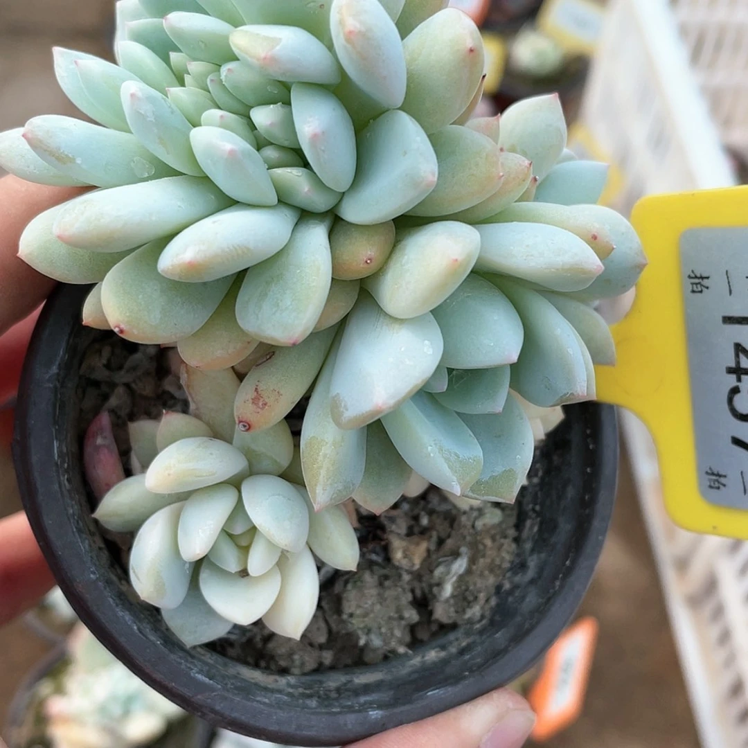 【闪购商品】1457号