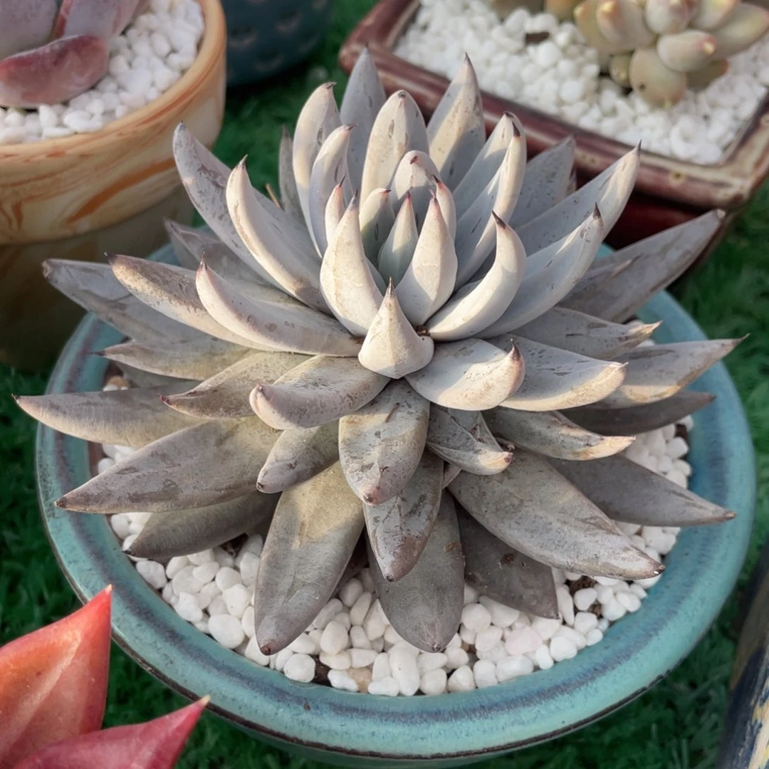 多肉植物盆栽多肉