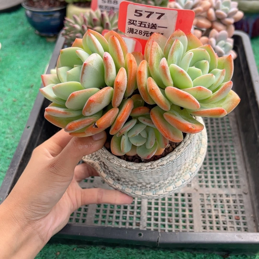 表妹精品多肉植物577.