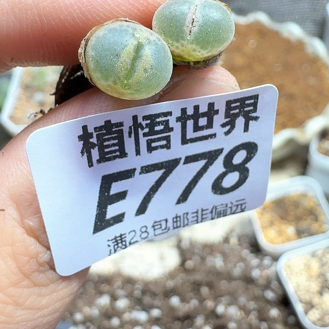 多肉植物的人生fhjj