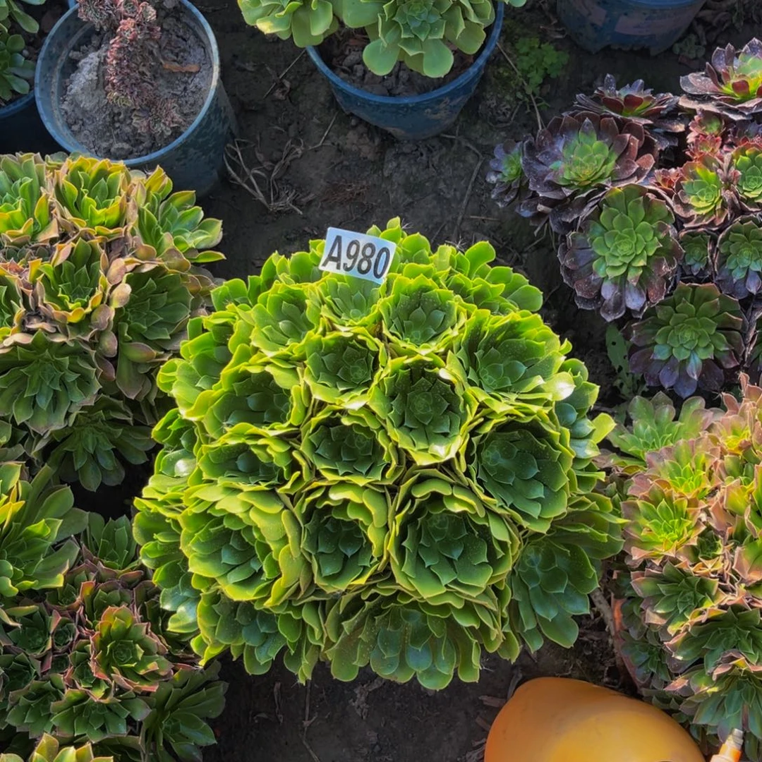 绿杨蓉法师朵朵5-35