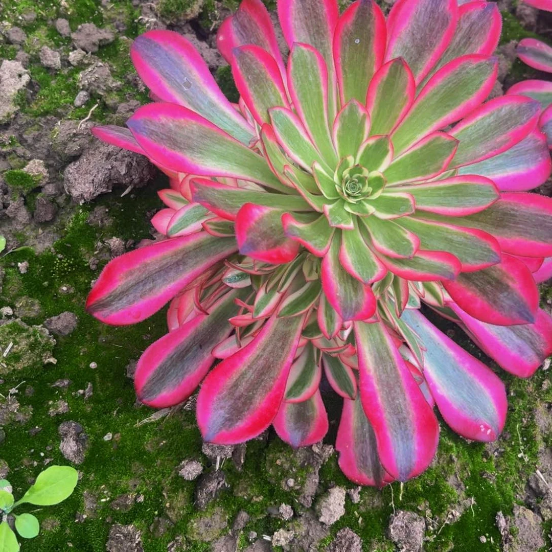 美杜莎多肉植物捧花的