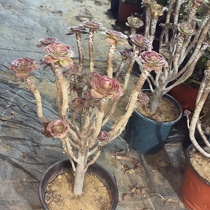 圆叶多肉植物010