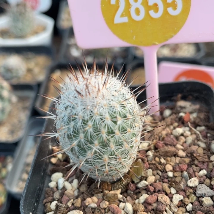 实生萨拉格萨28550000000