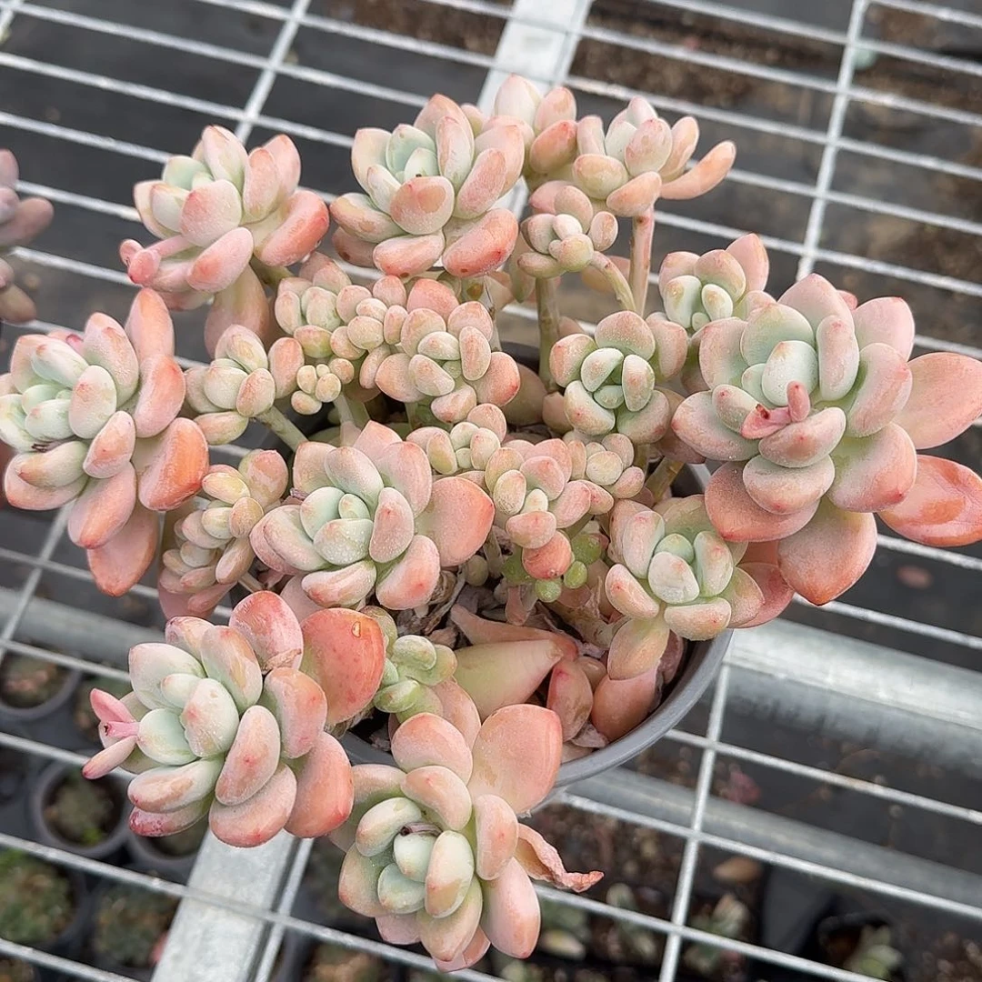 大号樱花洛神多肉植物