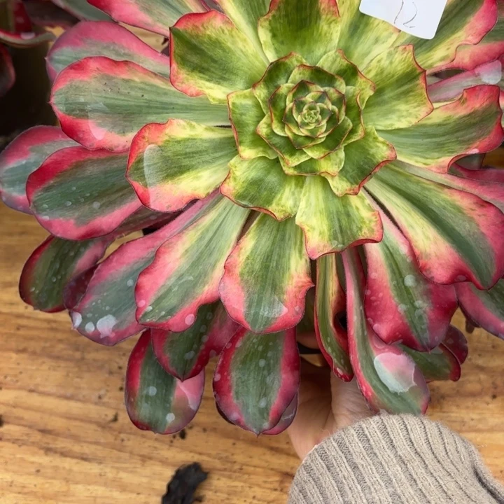 云南巫毒白好看12号