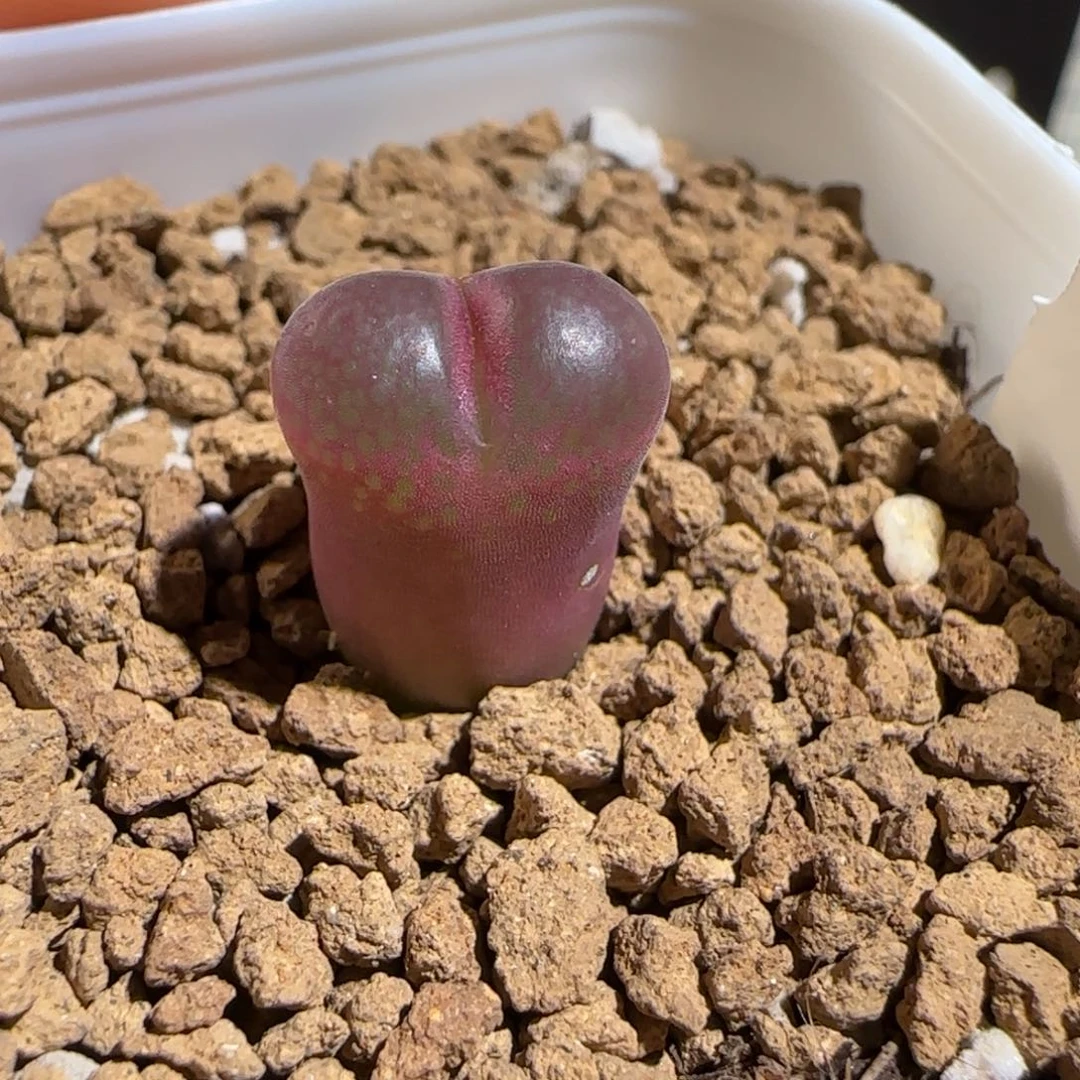 肉锥多肉植物百科-恩东有疤1130