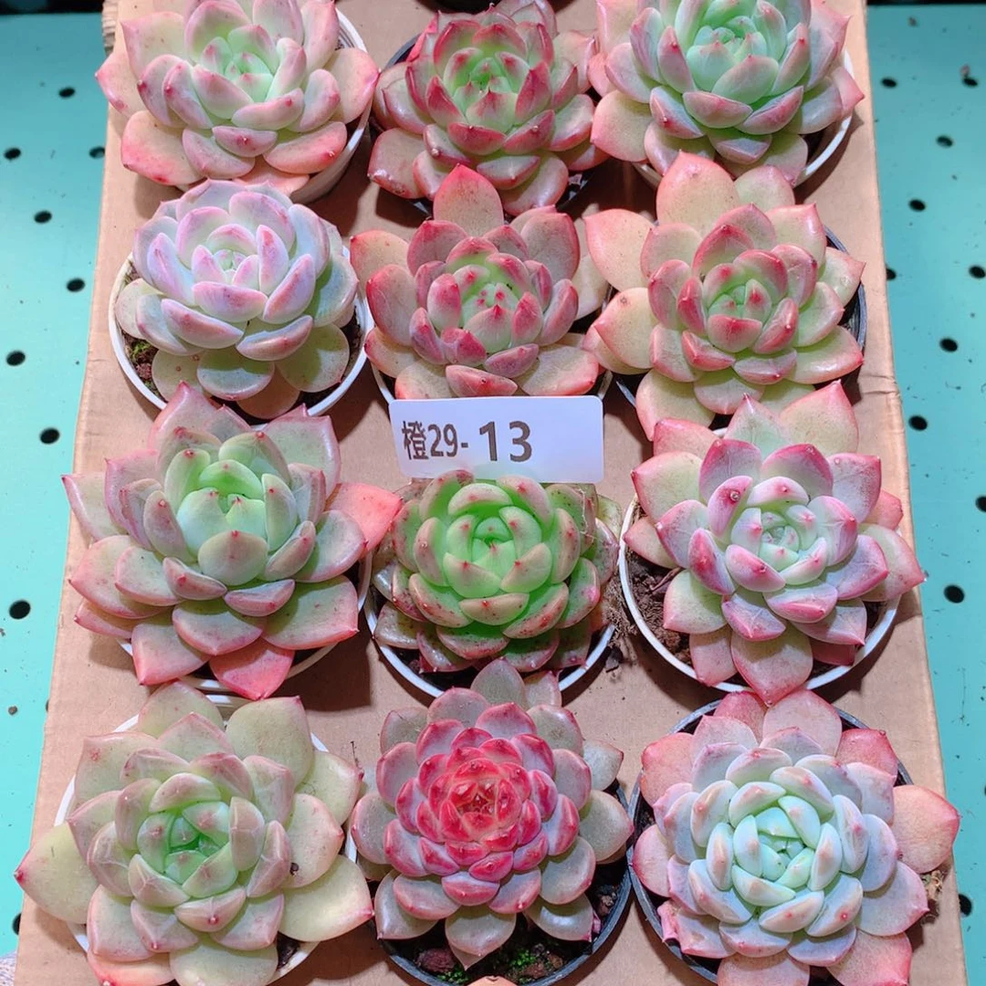 29-13一物一拍多肉带盆18颗