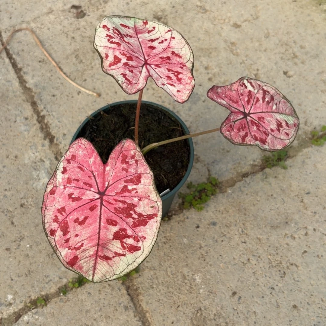 就****泰版草莓心68-1221