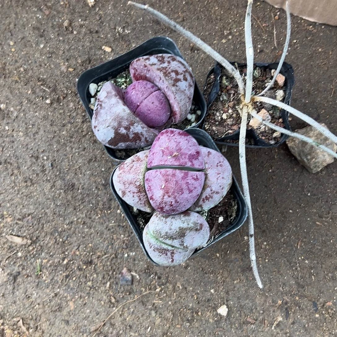 多肉植物多肉植物