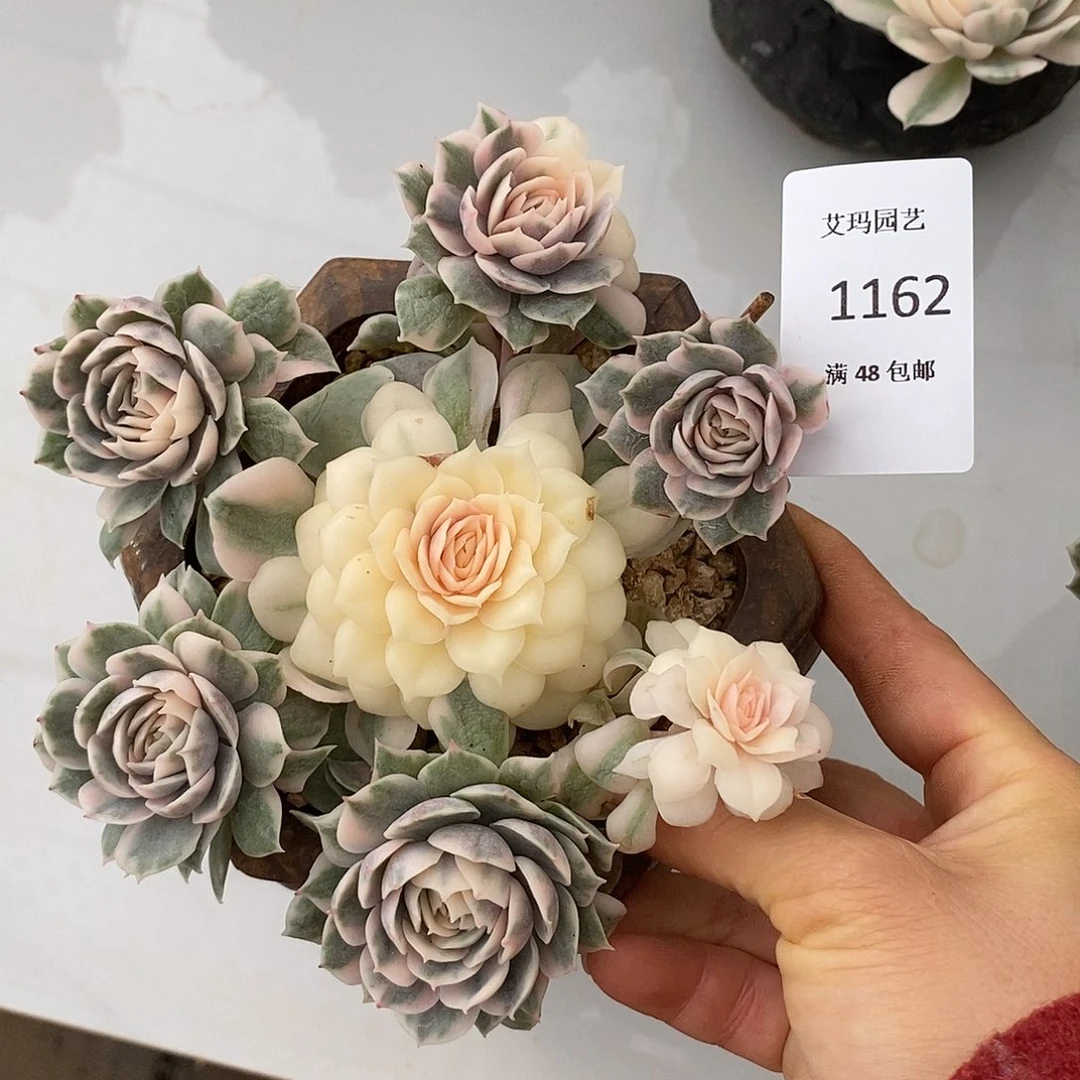 昂斯洛锦群生多肉多肉1162