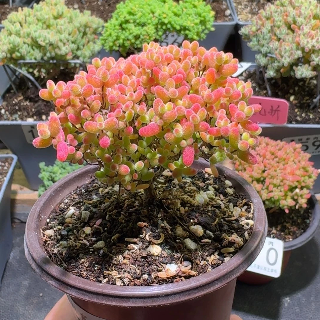 枝干番杏蜜橘糖球571