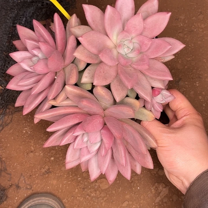 多肉植物初音没有910