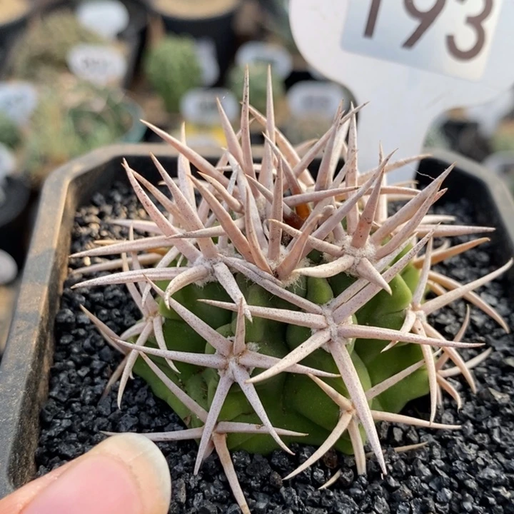 193号实生碧岩玉