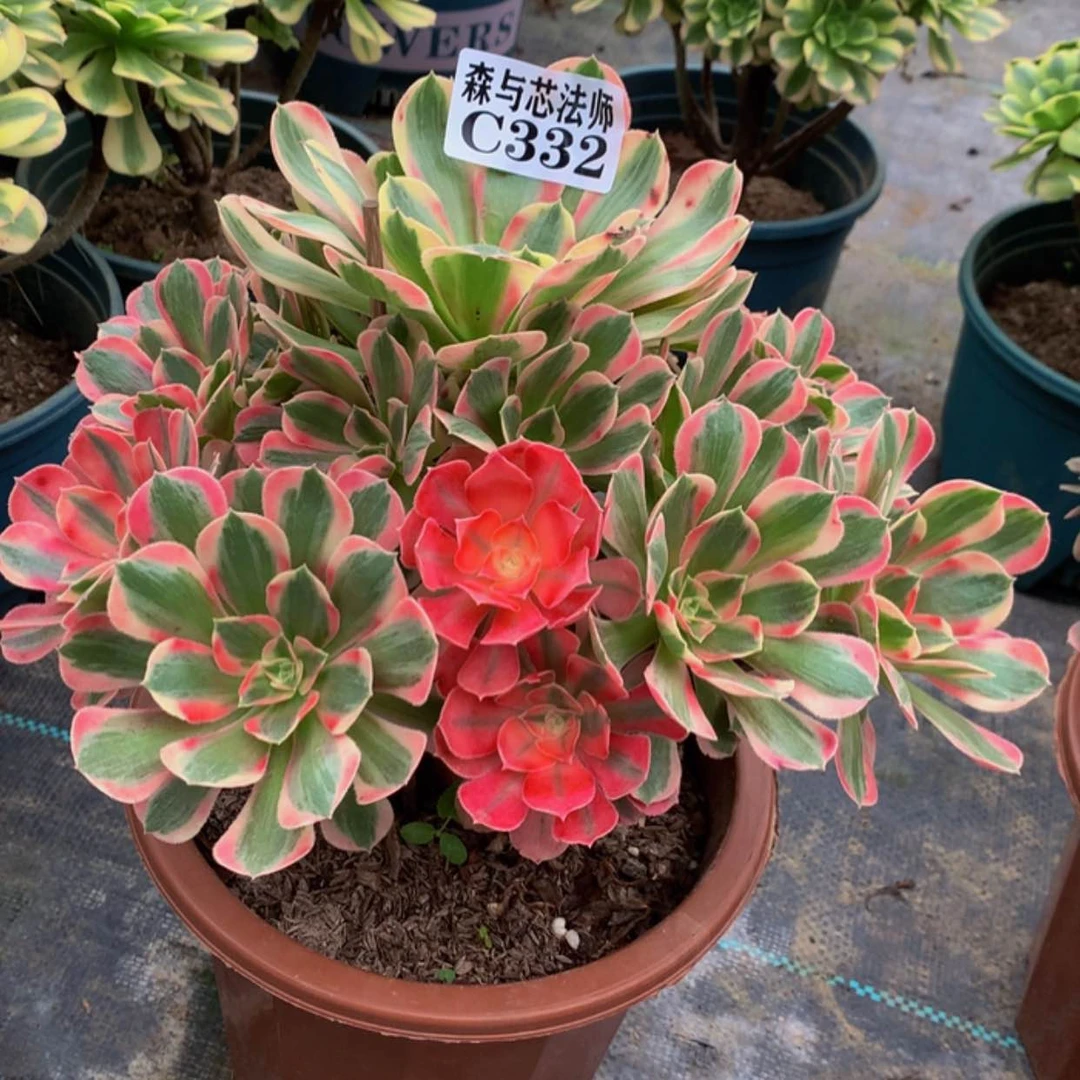 【闪购商品】332女郎