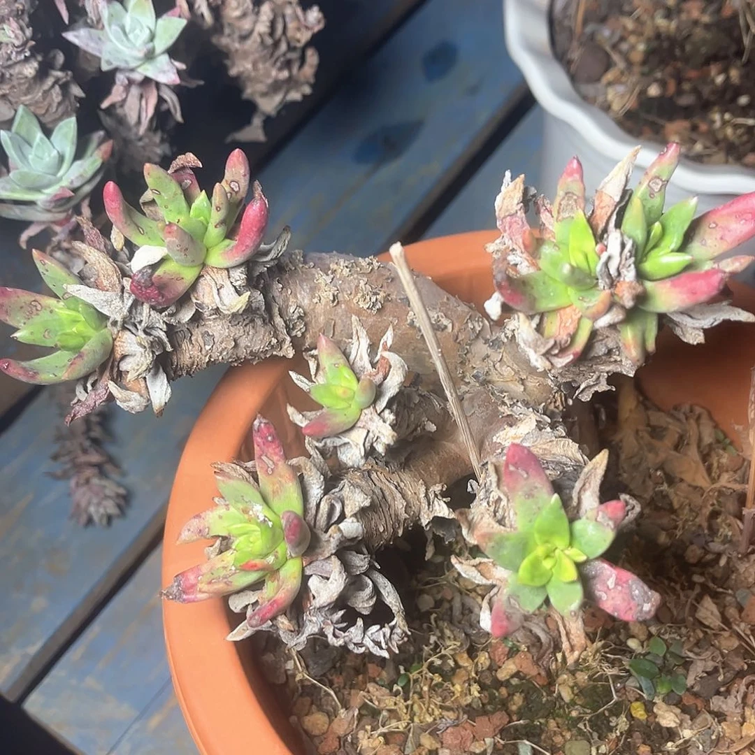 绿体苹果叶大老桩