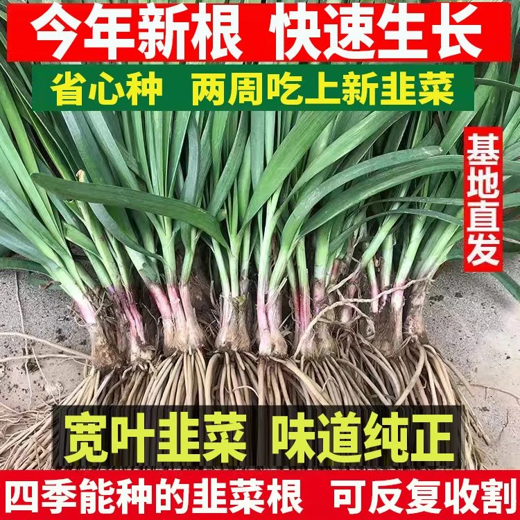 现挖红根宽叶韭菜根苗四季种子种籽子阳台苗紫根盆栽籽种小叶根土